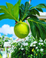 /album/fotky-barbados/barbados-jamajkanita-11-jpg/
